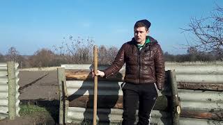 Посадка медоносов. Гледичия. Улучшение медоносной базы.Лучший способ проращивания .