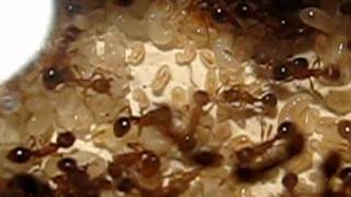 Myrmica ant one half year