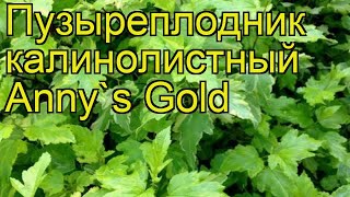 Пузыреплодник калинолистный Золото Энни. Краткий обзор, описание physocarpus opulifolius Anny`s Gold