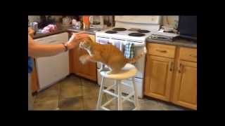 Teaching Cats New Tricks - The Winnipeg Humane Society