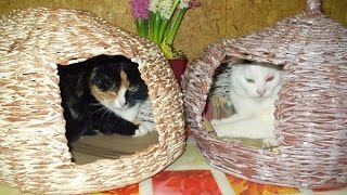 Домик для кошки. Оригинальная идея