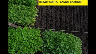 КАК ВЫРАСТИТЬ РАССАДУ НА ПРОДАЖУ? Часть 7 - какие сорта? 