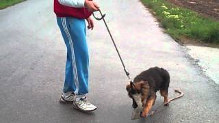 von mpen german shepherd