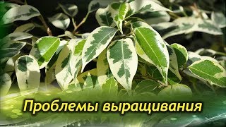 ФИКУС БЕНДЖАМИНА  сбрасывает листья. Проблемы выращивания и их решения.