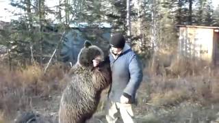 вахтовики сняли уникальное видео о невероятно добродушном диком медведе