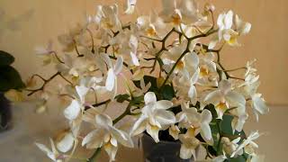 Новинка: Jungle orchid, фаленопсис Soft Cloud - "Мягкое облако".