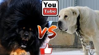 Тибетский мастиф против Алабая. Tibetan mastiff against Alabai.