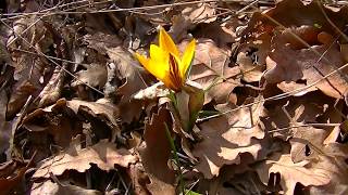Крым  Цветущие в Феврале  кизил, подснежник, крокус, дрок. Crimea Blossoming in February.