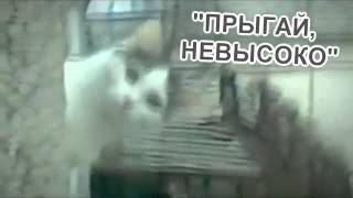 Кот гипнотизёр cat hypnotist) Стас давыдов ThisIsHorosho