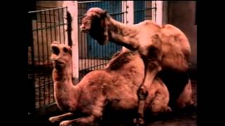 Camel Mating Documentary