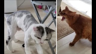 サマーカットしただけなのに・・・。みんなに威嚇される可哀相なもちとら。