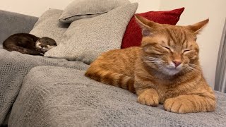 カワウソさくら 寝方をコピーしたカワウソ猫 otter and a cat that imitated how to sleep