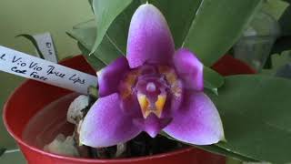 Phal. Vio Vio Three Lips Cot Facee. Den. Moniliforme.