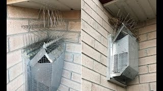 Битва этого парня с семьёй голубей похлеще любой мыльной оперы