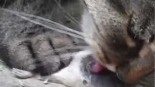 Horror Katze frisst Maus / Horror cat eats mouse  кошку пожирает воруй ужас
