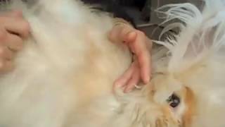 Ангорский кролик: стрижка, вычесывание или ручной ощип? / A rabbit grooming