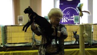 6 ноября, Петербургский КОТильон, наше-1 место!!!!!