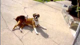 Chihuahua (Poncho) Mating w/ boxer  (Sugar)!!