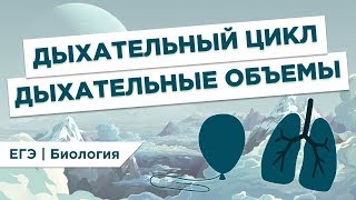 Что такое ДЫХАТЕЛЬНЫЙ ЦИКЛ И ОБЪЕМЫ l ЕГЭ Биология | Даниил Дарвин