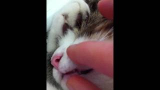 Zarif's Loose Kitten Tooth