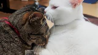 猫のイチャラブっぷりがいつも凄くて嫉妬