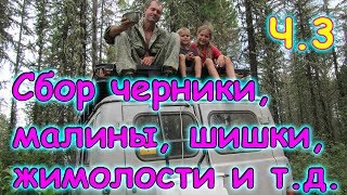 В тайгу за черникой, малиной, смородиной, шишкой и т.д. ч.3 (08.17г.) Семья Бровченко.