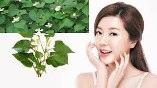 Trị mụn tự nhiên bằng rau diếp cá hơn cả đi chuyên gia da liễu,bạn đã thử chưa?
