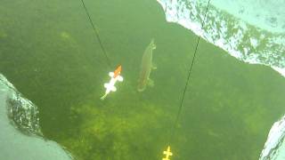 Minnesota Dark house spearing Jan. 2012