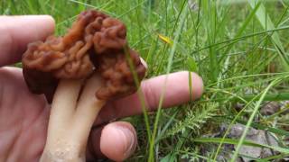 Piestrzenica kasztanowata Gyromitra esculenta 26.04.2017 Poznań