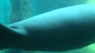 Sirena manatus manatees morska krava, attack