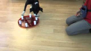 7. Using the Scent Wheel to Introduce Distractions