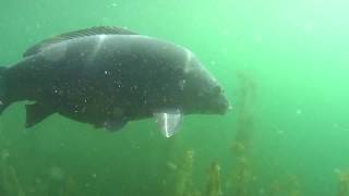 Карп под водой. Это не подводная охота! / Carp underwater Video.