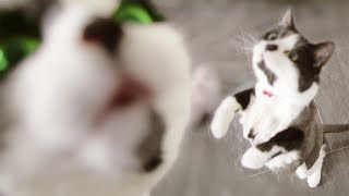 Cat Got A Birthday Present