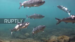 USA: Heat-stressed salmon struggle to survive in Columbia River's record-warm water