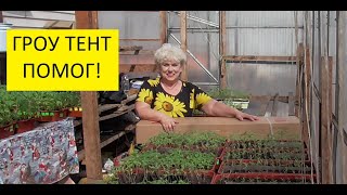 Палатка MARS HYDRO спасает мою рассаду томатов от мороза! 