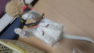 猫とゆるく遊ぶ