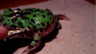 Angry Little Pacman Frog