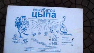 инкубаторы несушка цыпа наседка