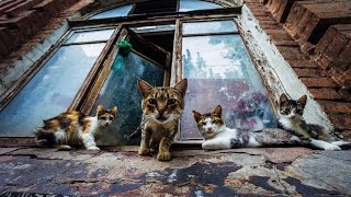 Strike force kitty | Новые боссы и костюмы!