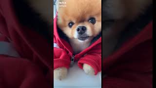 girls like you tiktok famous video from a cute puppy
