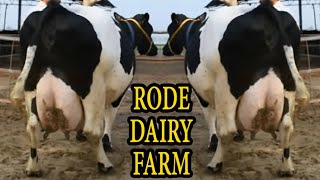 Best Holstein friesian cow from Gurmeet Dairy Farm