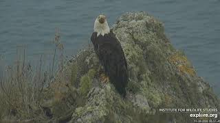 01-26-20 West End eagles: something disturbing Thunder?