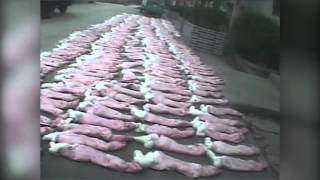 Rabbit Fur in 60 Seconds
