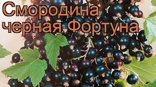 Смородина черная Фортуна (ribes nigrum fortuna) ? обзор: как сажать, саженцы смородины Фортуна