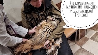 Сова Ёль думала, что ехала в Москву кутить и шопиться, но потратила все деньги на врача и анализы
