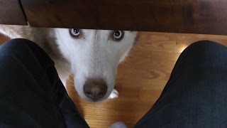 Siberian Husky Begging for Nachos!