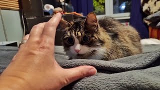 Кот Мурлок даёт урок стажёру совёнку Лучику