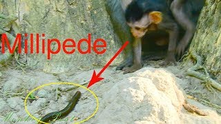 Polino surprise and scare with big black Millipede he never seen / Monkey Post