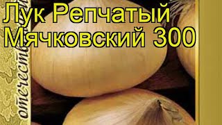 Лук репчатый Мячковский 300. Краткий обзор, описание характеристик Myachkovskiy 300