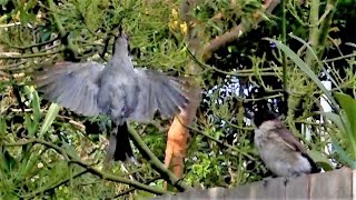 Australian Butcher Birds Feasting On Mince Meat